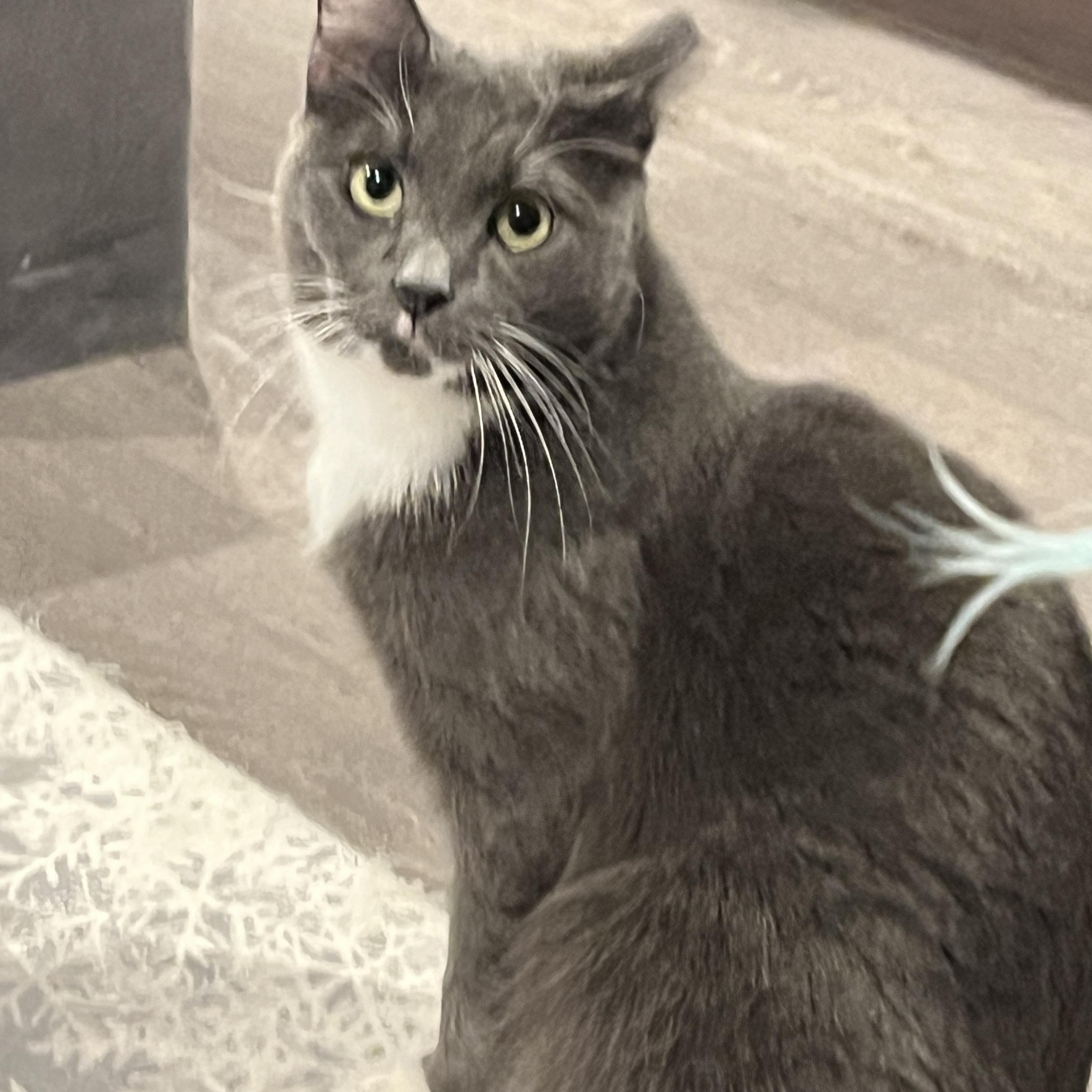 Austin, Adoptable, Young Male Domestic Medium Hair.