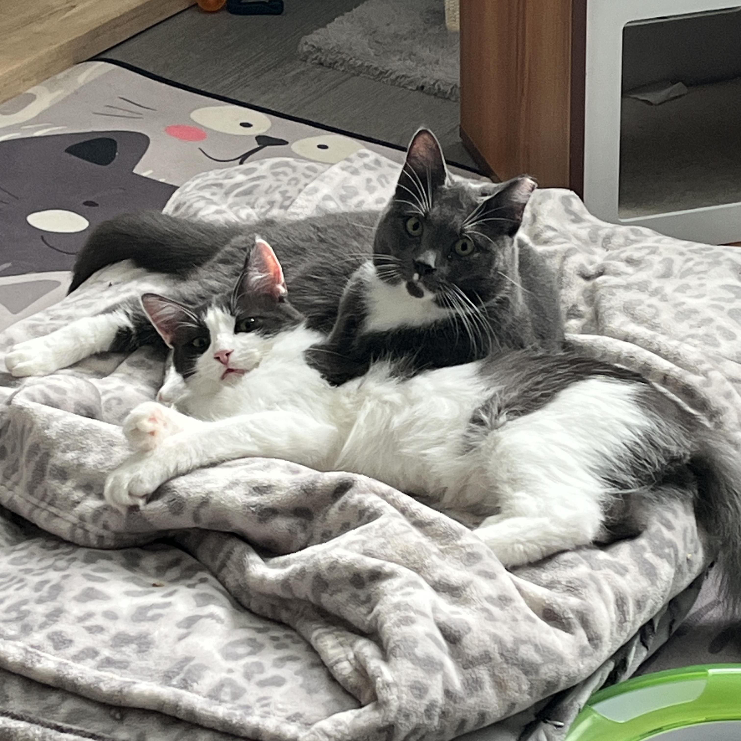 Enlarge Austin, a Adoptable Domestic Medium Hair in Manorville, NY image 5/5