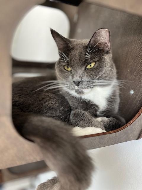 Enlarge Austin, a Adoptable Domestic Medium Hair in Manorville, NY image 1/5