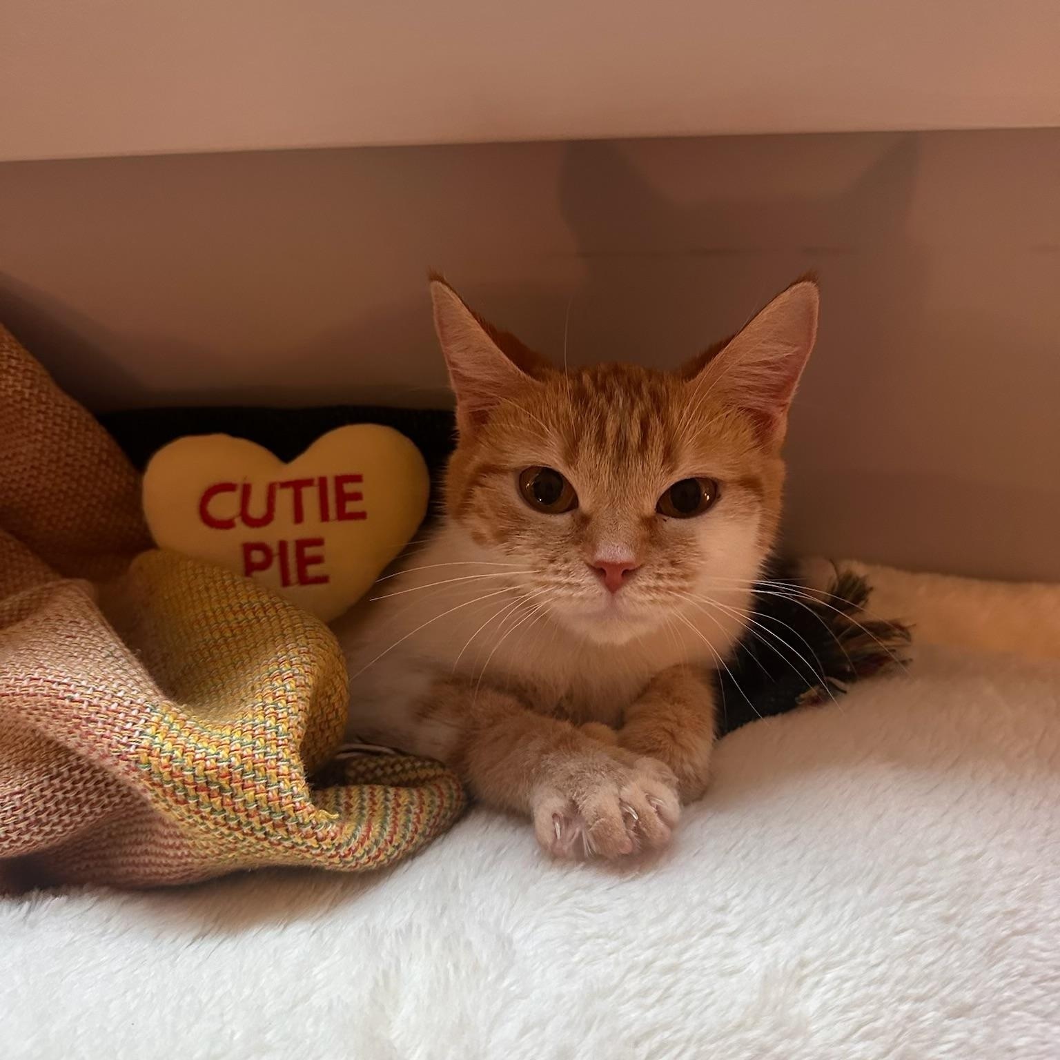 Mango — thumbnail 2