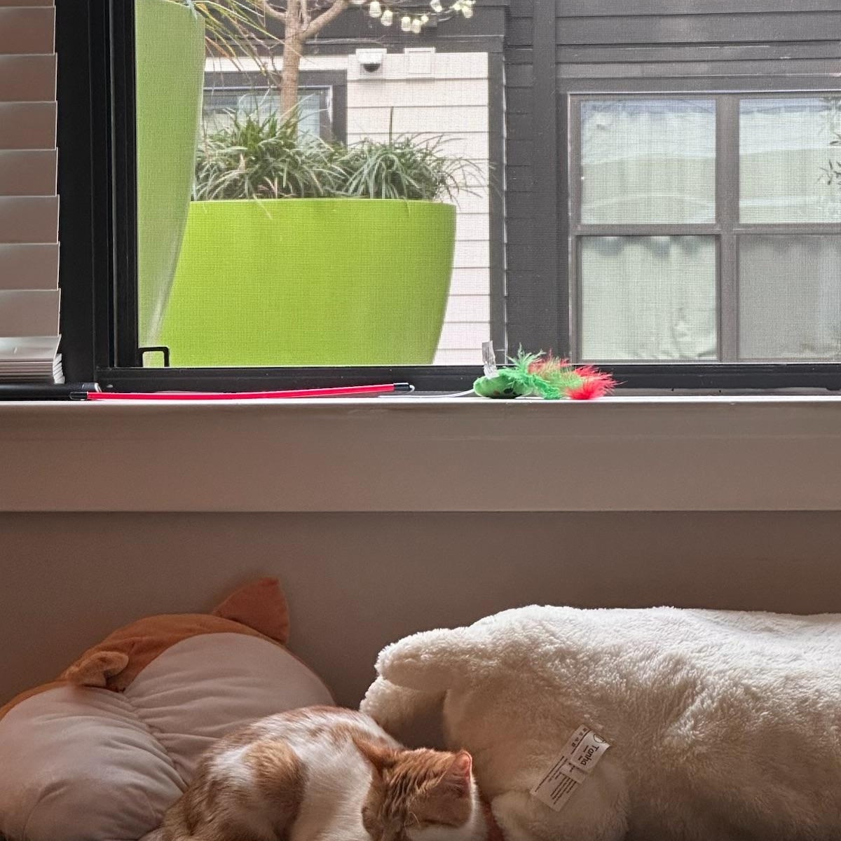 Mango — thumbnail 4