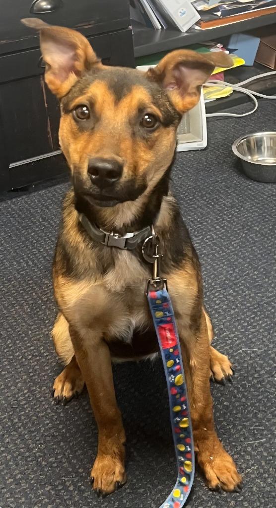 Cary (nka Charlie), a Adopted Australian Cattle Dog / Blue Heeler in Indianola, IA image 3/6