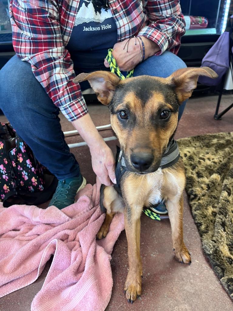 Cary (nka Charlie), a Adopted Australian Cattle Dog / Blue Heeler in Indianola, IA image 5/6