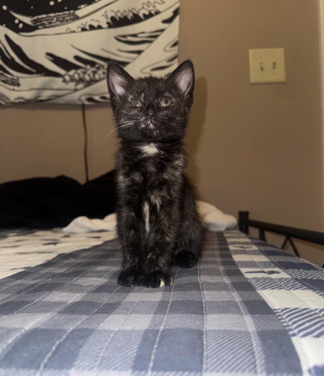 K-2 Panther, adopted, Kitten Female Domestic Short Hair.