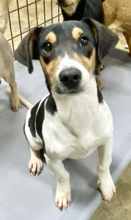 Pookie in LA, Adoptable, Puppy Male Chihuahua.