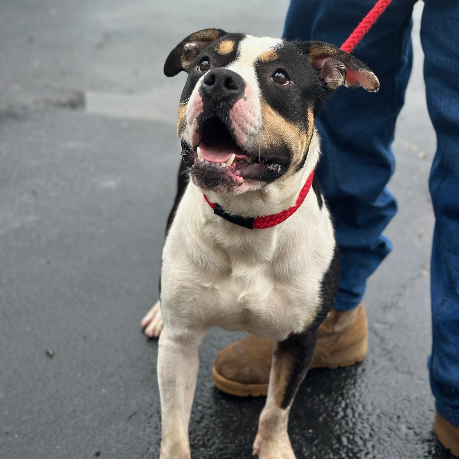 Sheldon Cooper, a ADOPTABLE mixed breed in Martinsville, VA image 2/6