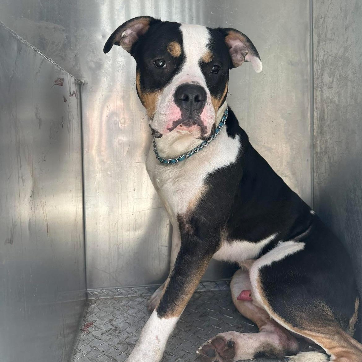 Sheldon Cooper, a ADOPTABLE mixed breed in Martinsville, VA image 6/6