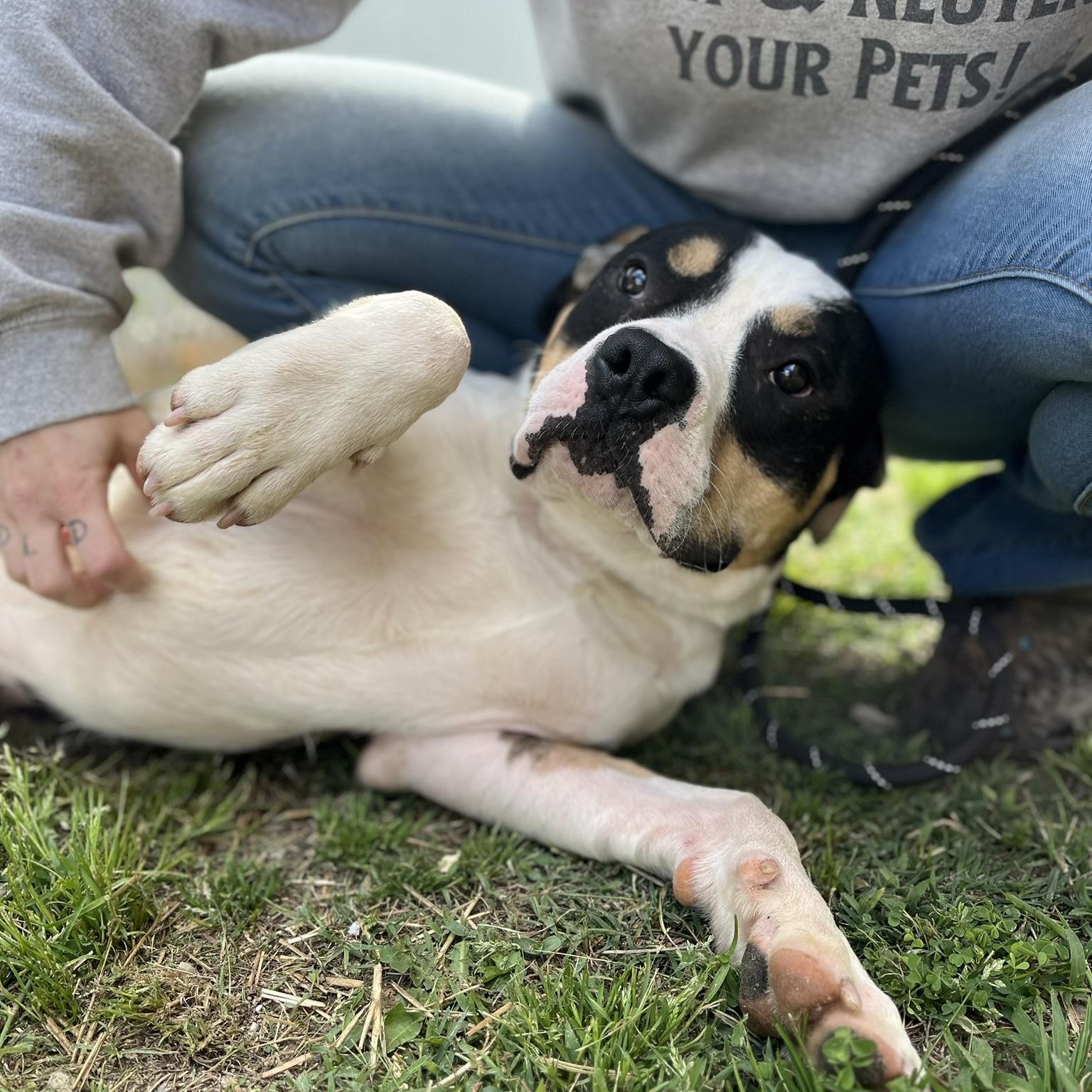 Sheldon Cooper, a ADOPTABLE mixed breed in Martinsville, VA image 5/6