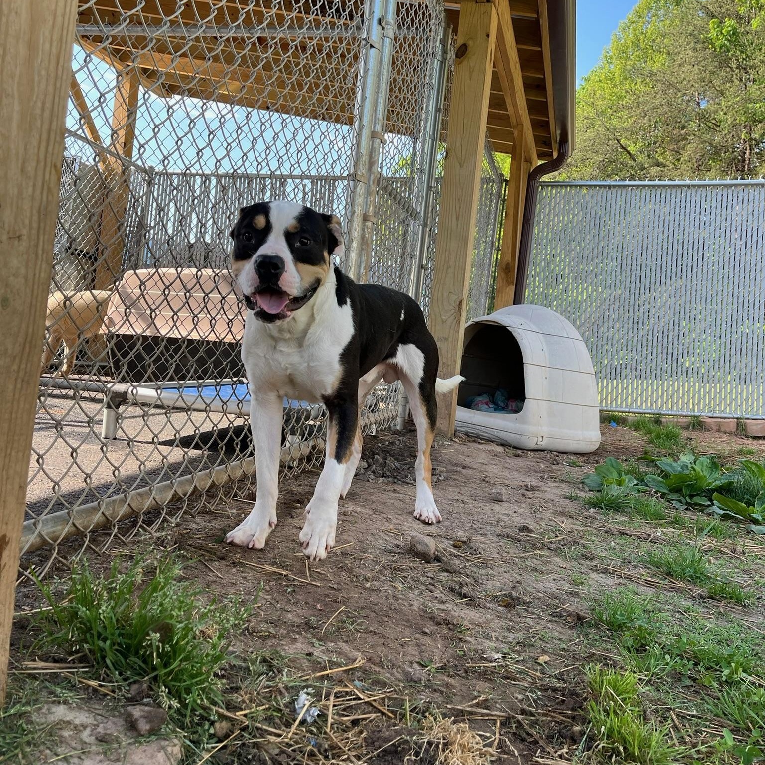 Sheldon Cooper, a ADOPTABLE mixed breed in Martinsville, VA image 4/6