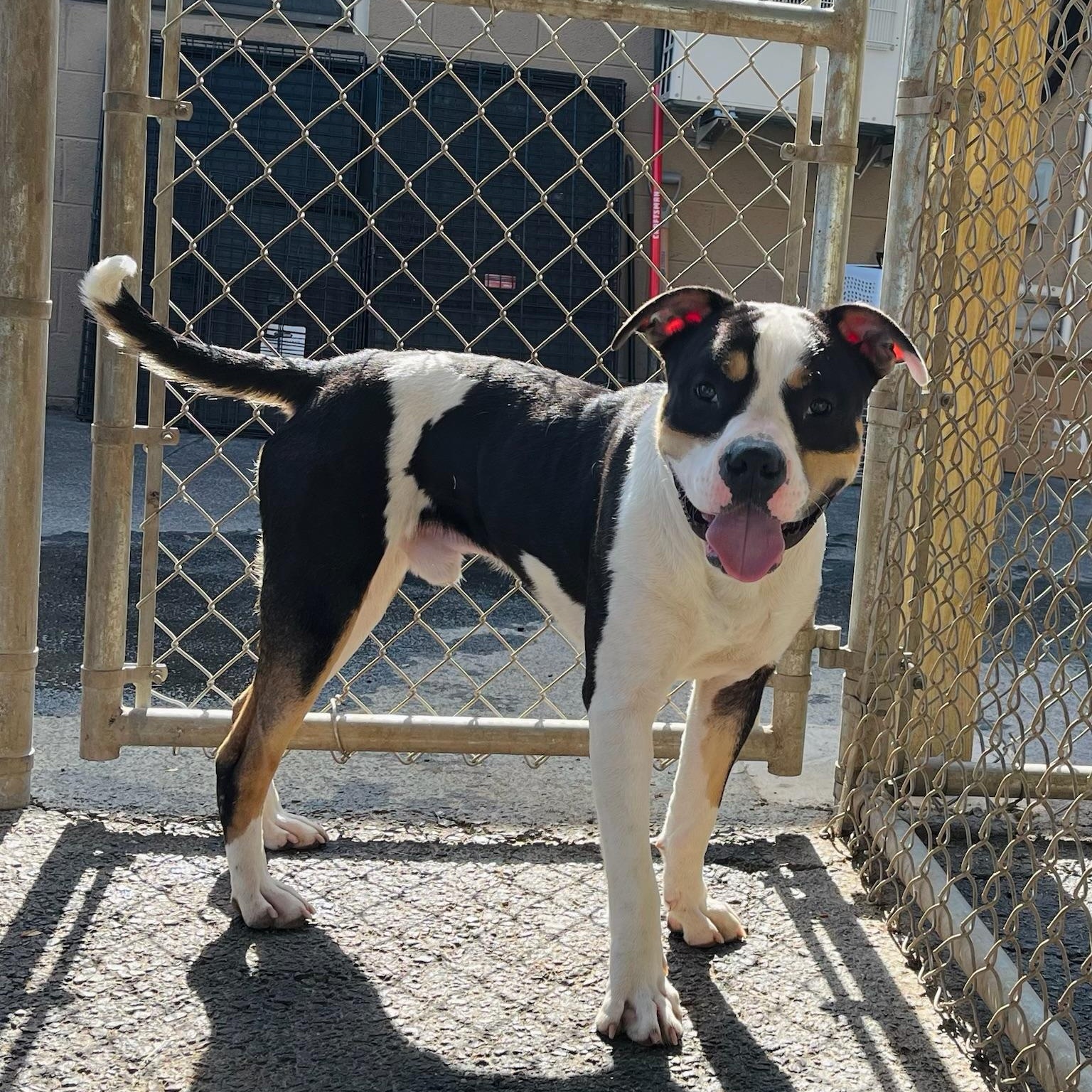 Sheldon Cooper, a ADOPTABLE mixed breed in Martinsville, VA image 3/6