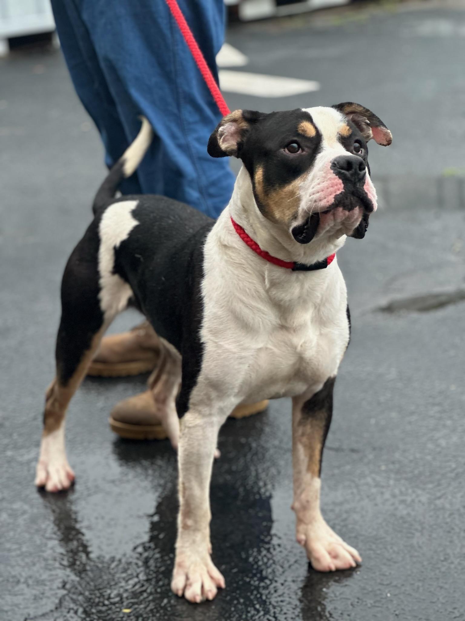 Sheldon Cooper, ADOPTABLE, Adult Male American Bulldog.