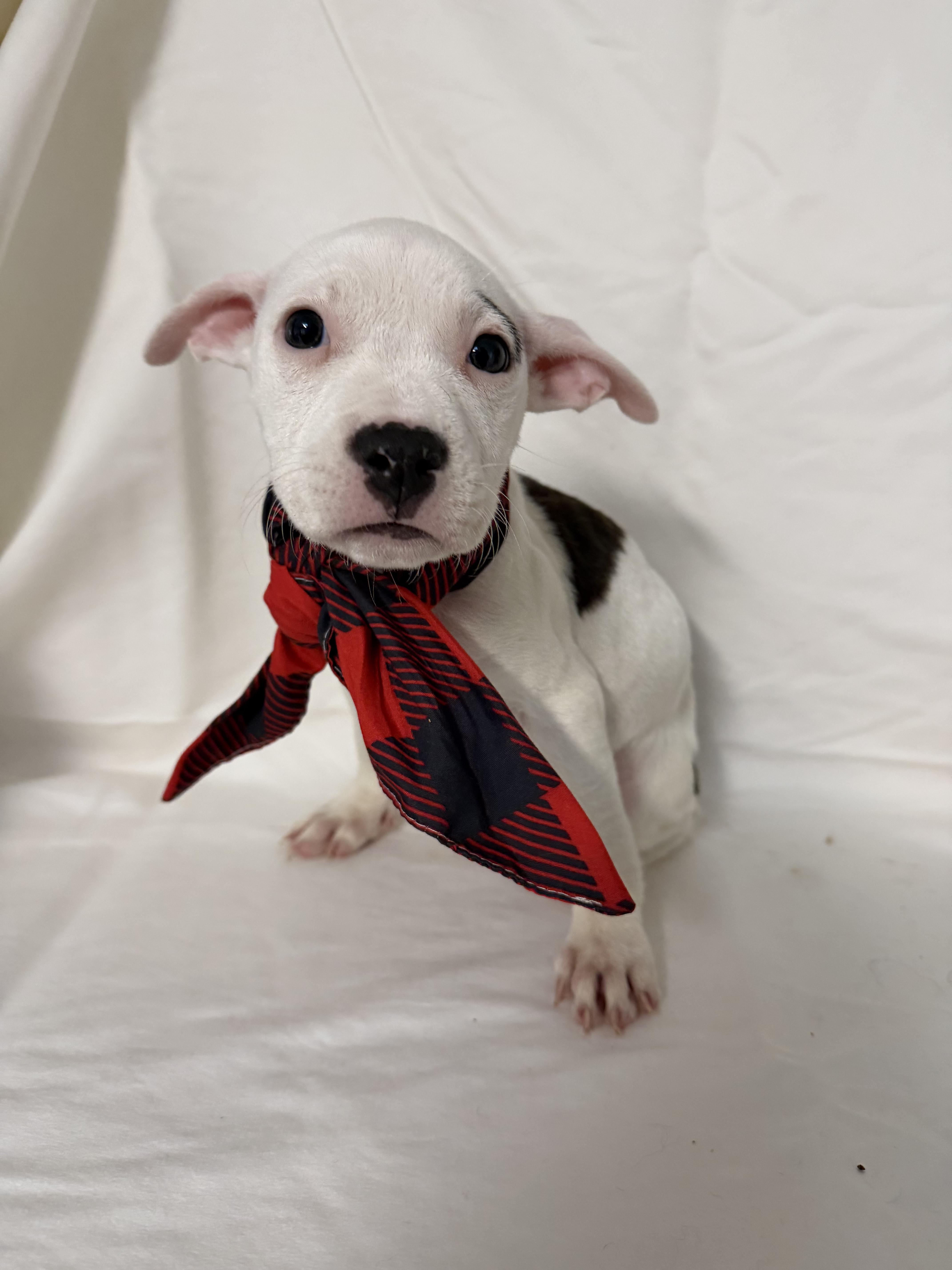 Enlarge Tami, a Adoptable mixed breed in fennville, MI image 1/2
