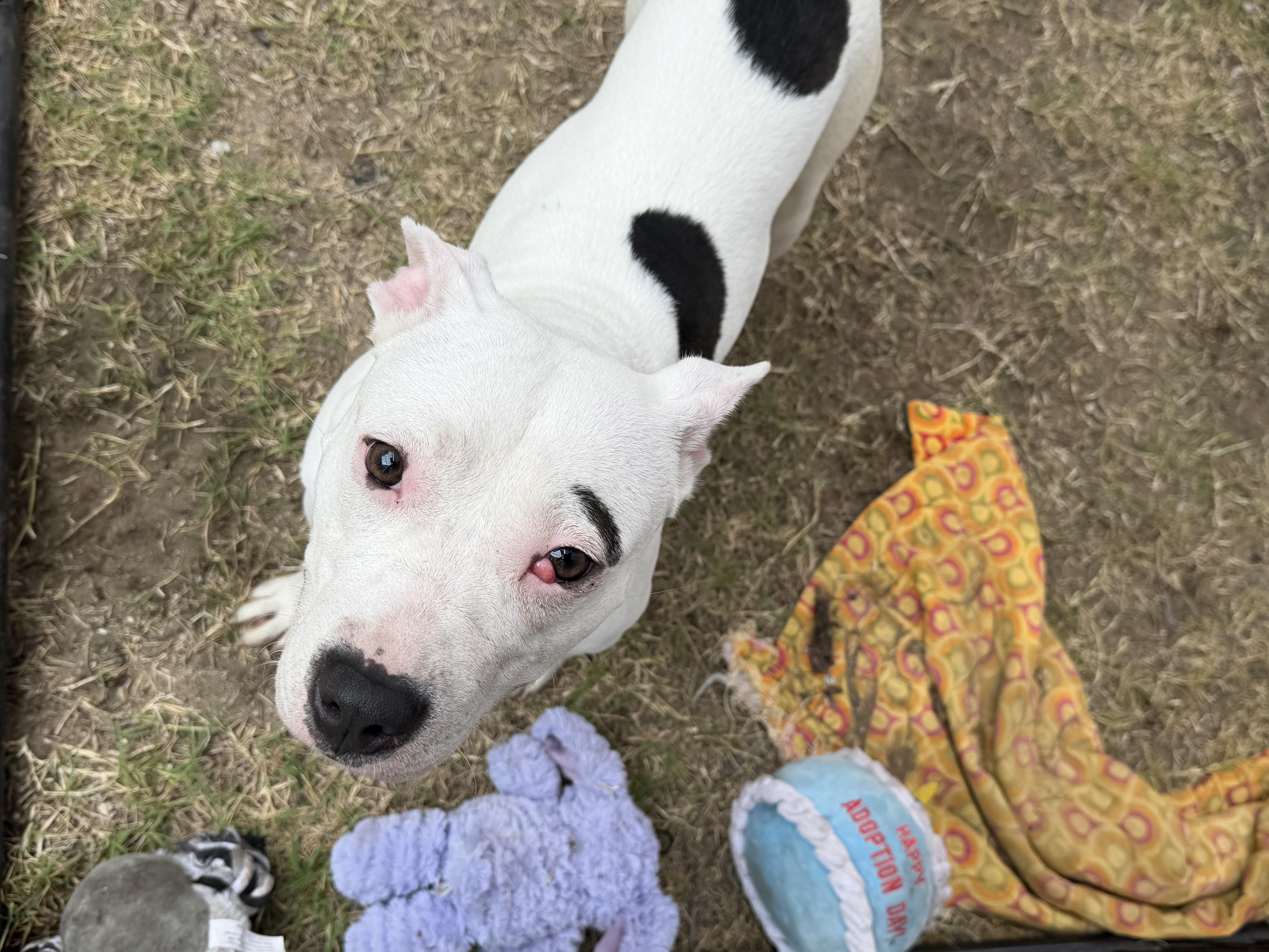 Enlarge Luna, a Adoptable mixed breed in fennville, MI image 1/4