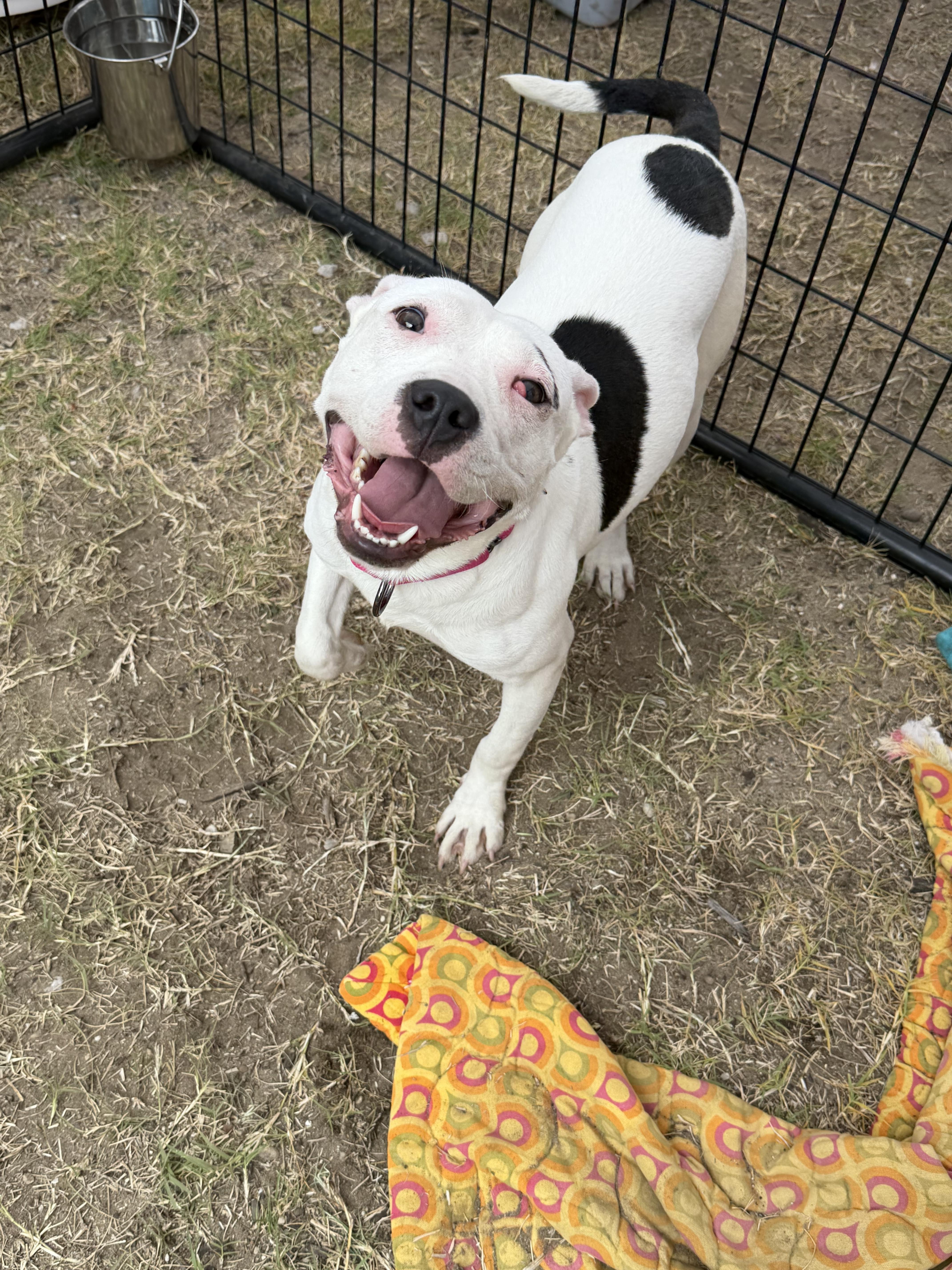 Enlarge Luna, a Adoptable mixed breed in fennville, MI image 2/4