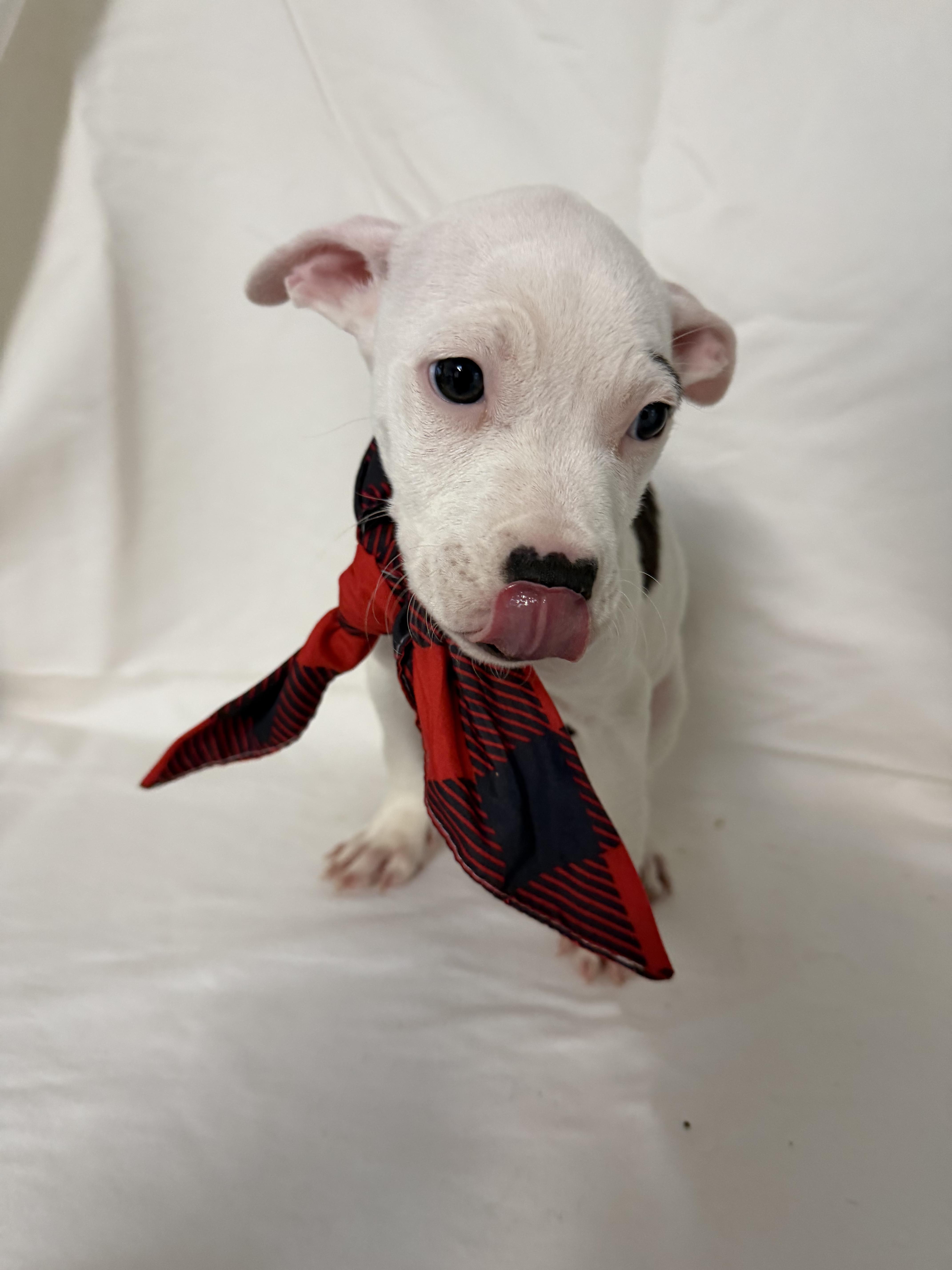 Enlarge Tami, a Adoptable mixed breed in fennville, MI image 2/2