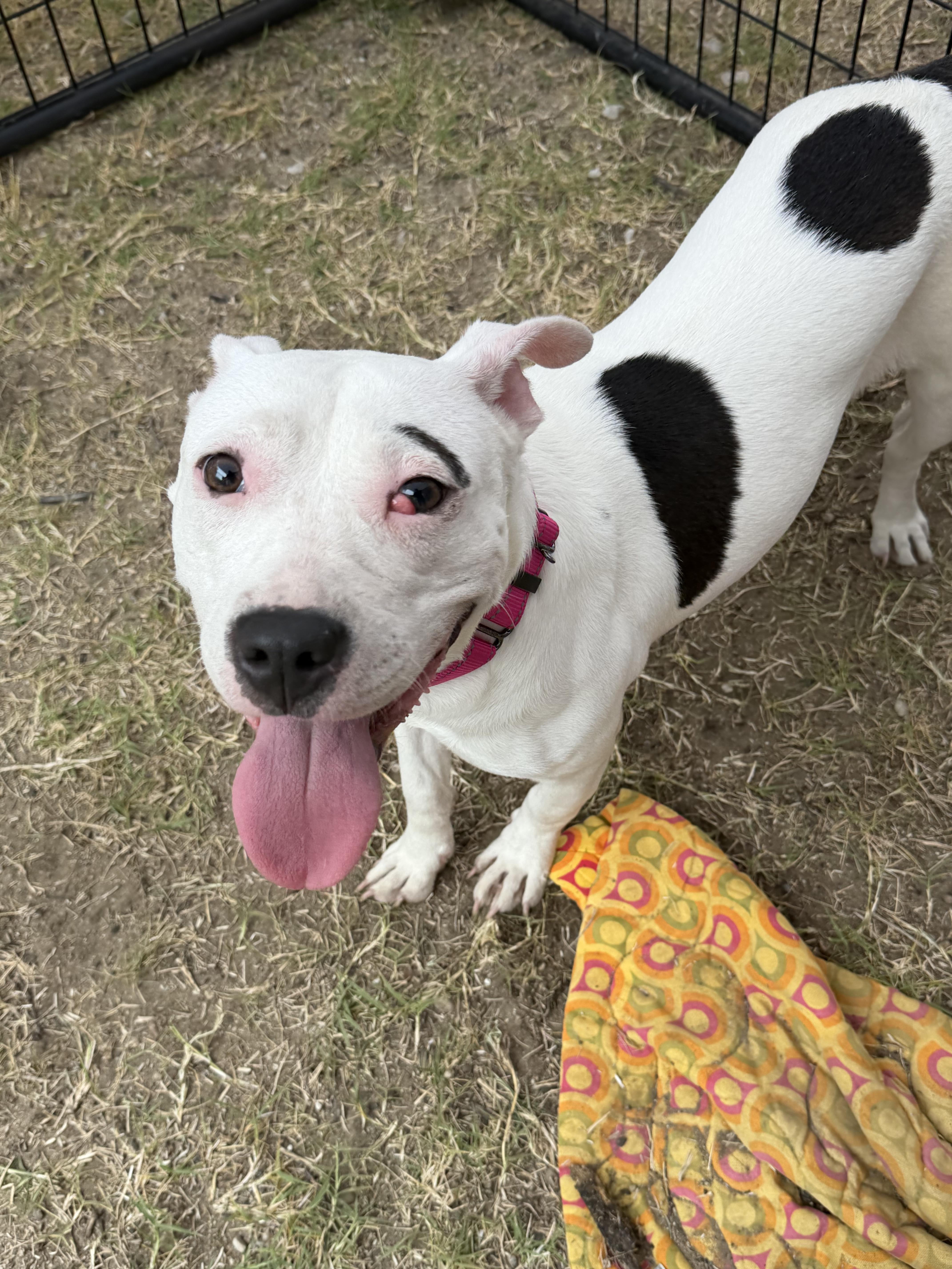 Enlarge Luna, a Adoptable mixed breed in fennville, MI image 3/4