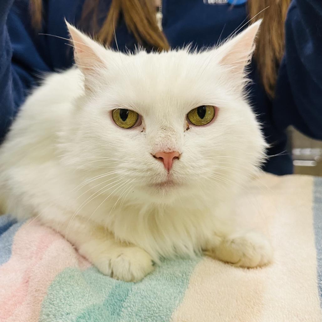 Enlarge Angel, a Adoptable Domestic Medium Hair in Dover, NH image 1/3