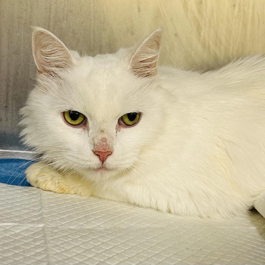 Enlarge Angel, a Adoptable Domestic Medium Hair in Dover, NH image 2/3