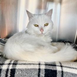 Enlarge Angel, a Adoptable Domestic Medium Hair in Dover, NH image 3/3