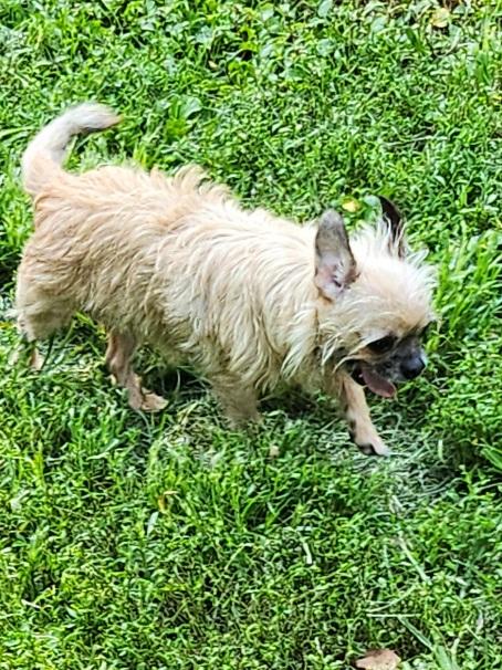 Enlarge Molly and Precious, a Adoptable mixed breed in Franklin, TN image 4/5