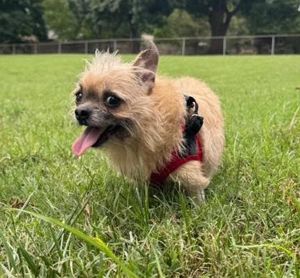 Enlarge Molly and Precious, a Adoptable mixed breed in Franklin, TN image 2/5