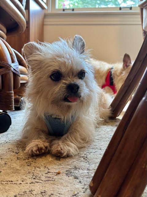 Molly and Precious, Adoptable, Adult Female Cairn Terrier.