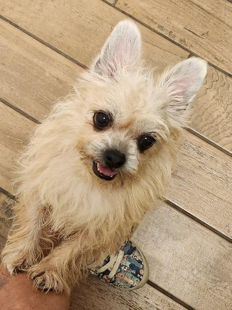 Enlarge Molly and Precious, a Adoptable mixed breed in Franklin, TN image 5/5