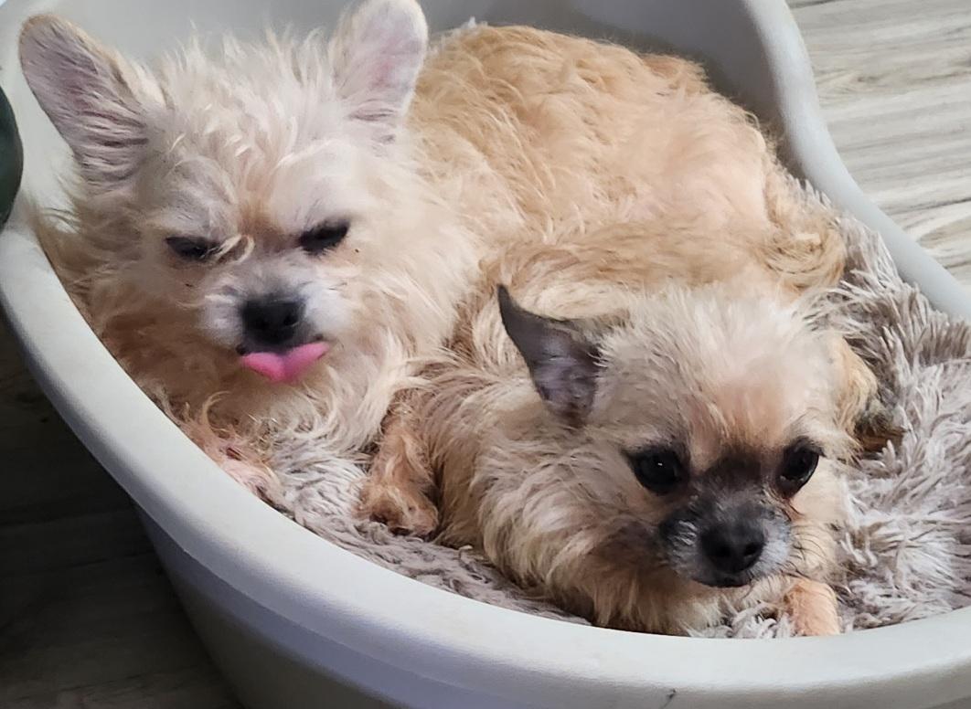 Enlarge Molly and Precious, a Adoptable mixed breed in Franklin, TN image 3/5