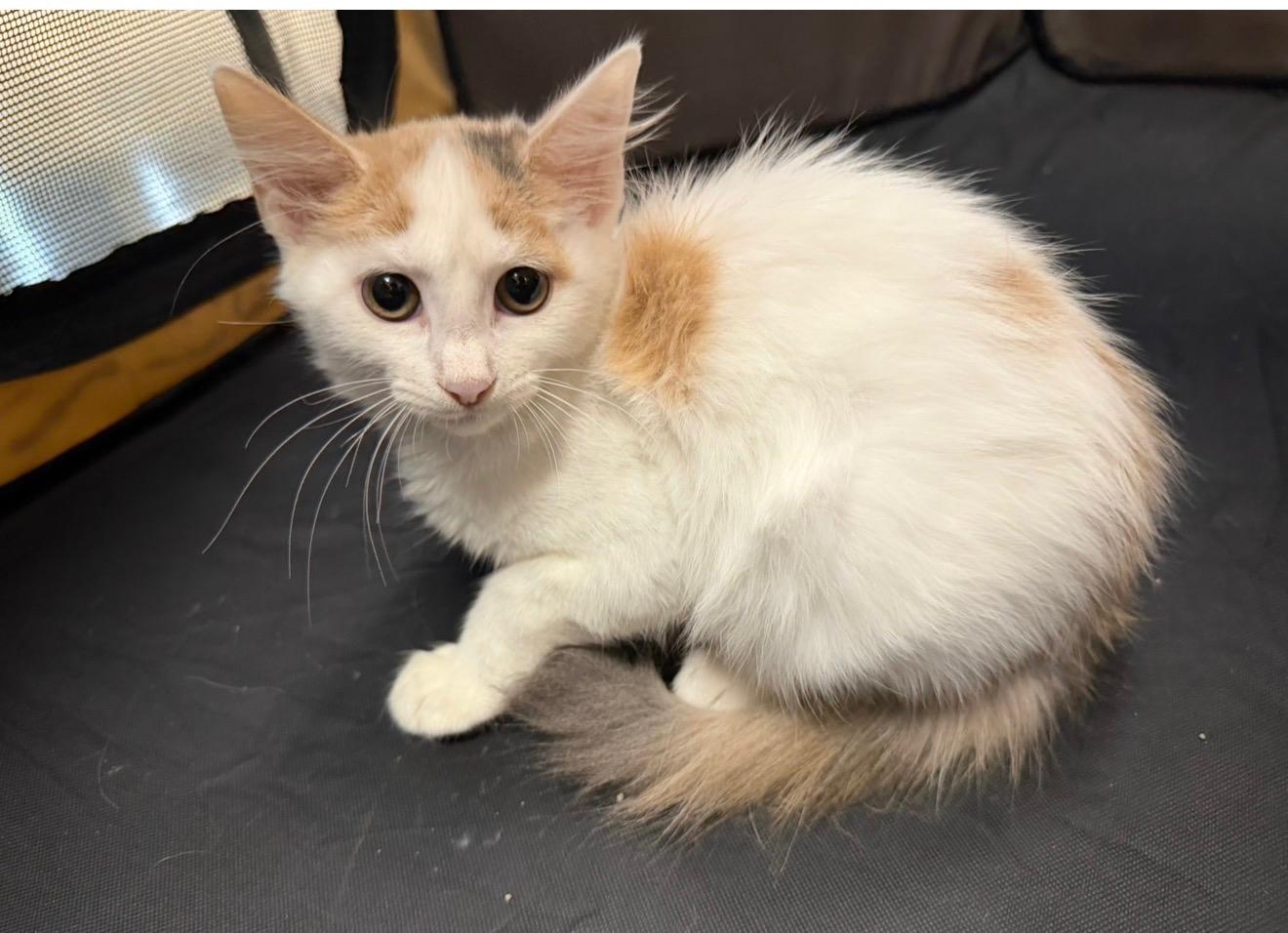 Enlarge Jolene, a Adoptable mixed breed in Toms River, NJ image 1/2