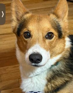 Enlarge Gimli, an adopted Corgi in Salt Lake City, UT image 4/4
