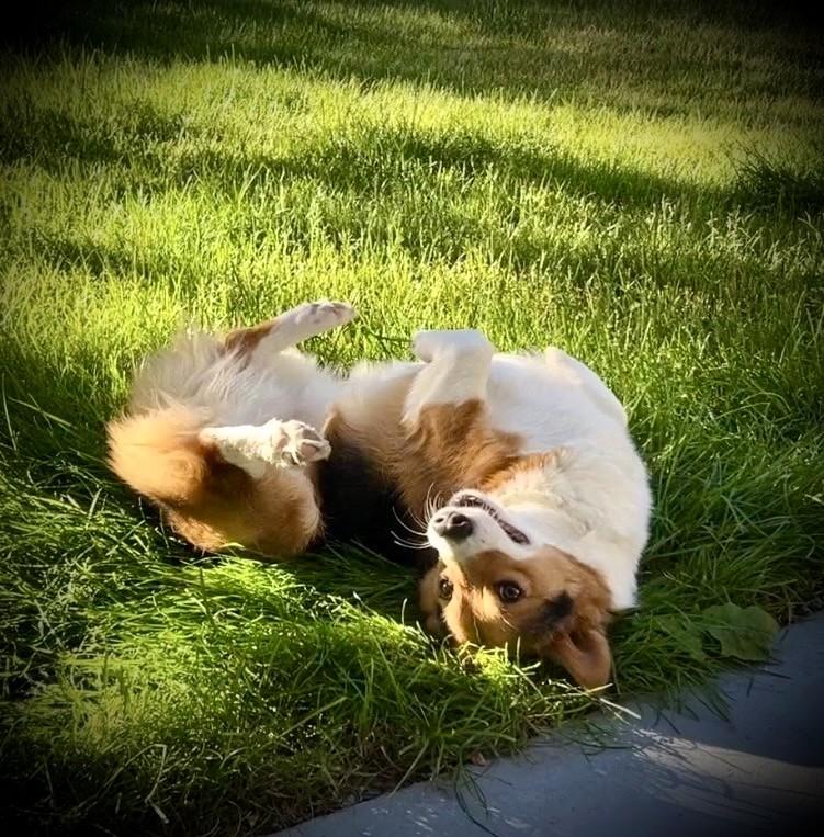 Enlarge Gimli, an adopted Corgi in Salt Lake City, UT image 3/4