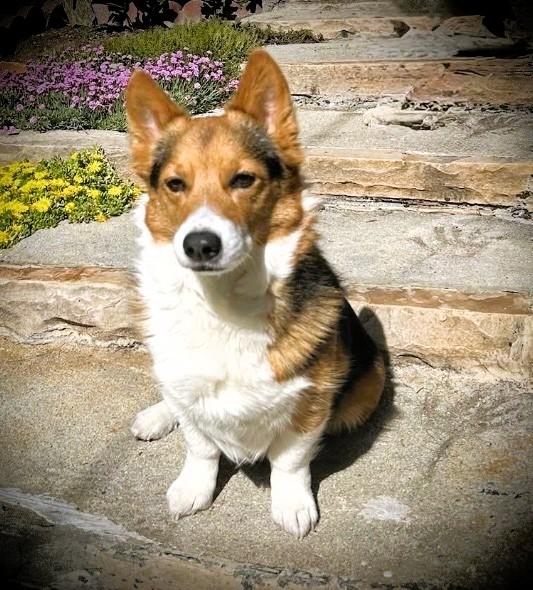Enlarge Gimli, an adopted Corgi in Salt Lake City, UT image 2/4