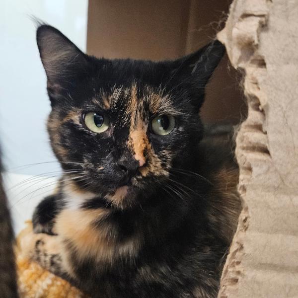 Sassy -- Bonded Buddy With Squirrely, Adoptable, Adult Female Domestic Short Hair.