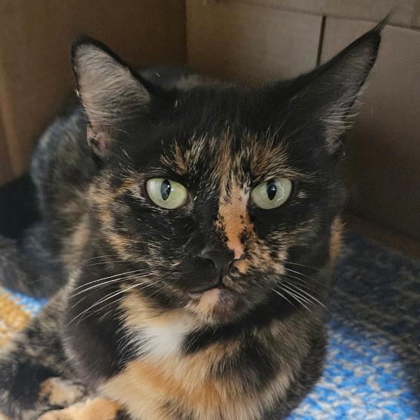 Sassy -- Bonded Buddy With Squirrely, a Adoptable mixed breed in Des Moines, IA image 2/6