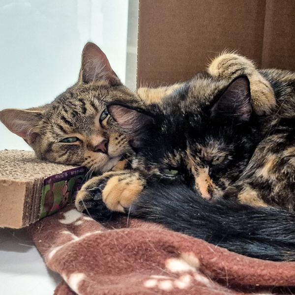 Sassy -- Bonded Buddy With Squirrely, a Adoptable mixed breed in Des Moines, IA image 3/6