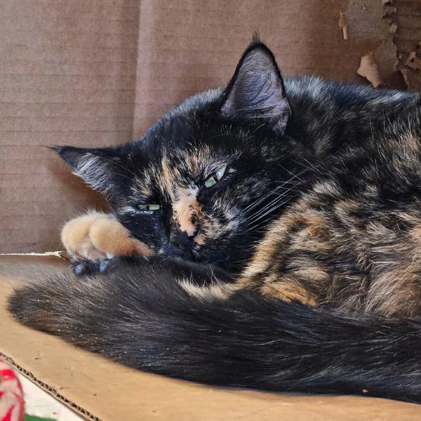 Sassy -- Bonded Buddy With Squirrely, a Adoptable mixed breed in Des Moines, IA image 5/6