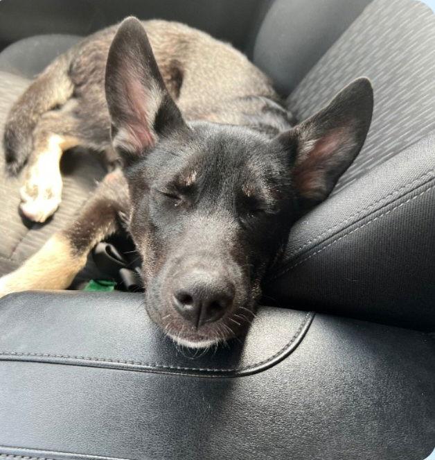 Enlarge Tucker *CL*, a Adoptable mixed breed in Kansas City, MO image 1/3