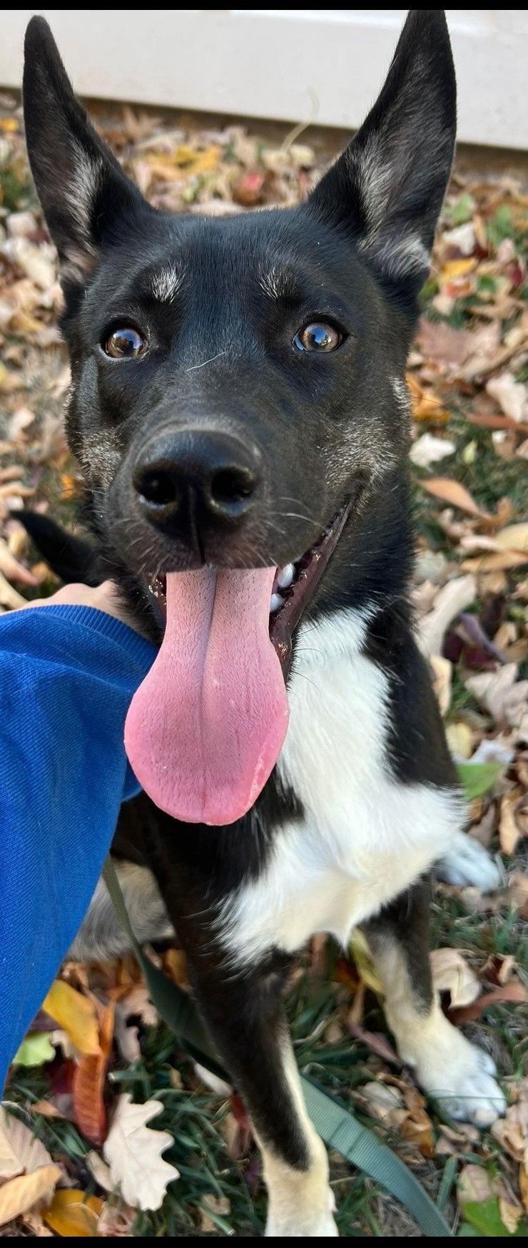 Enlarge Tucker *CL*, a Adoptable mixed breed in Kansas City, MO image 2/3