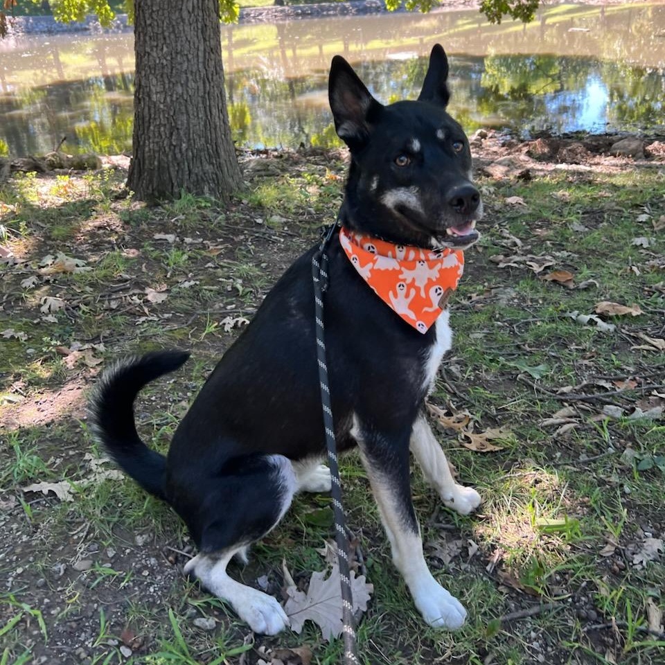 Tucker *CL*, Adult Male Belgian Shepherd / Malinois