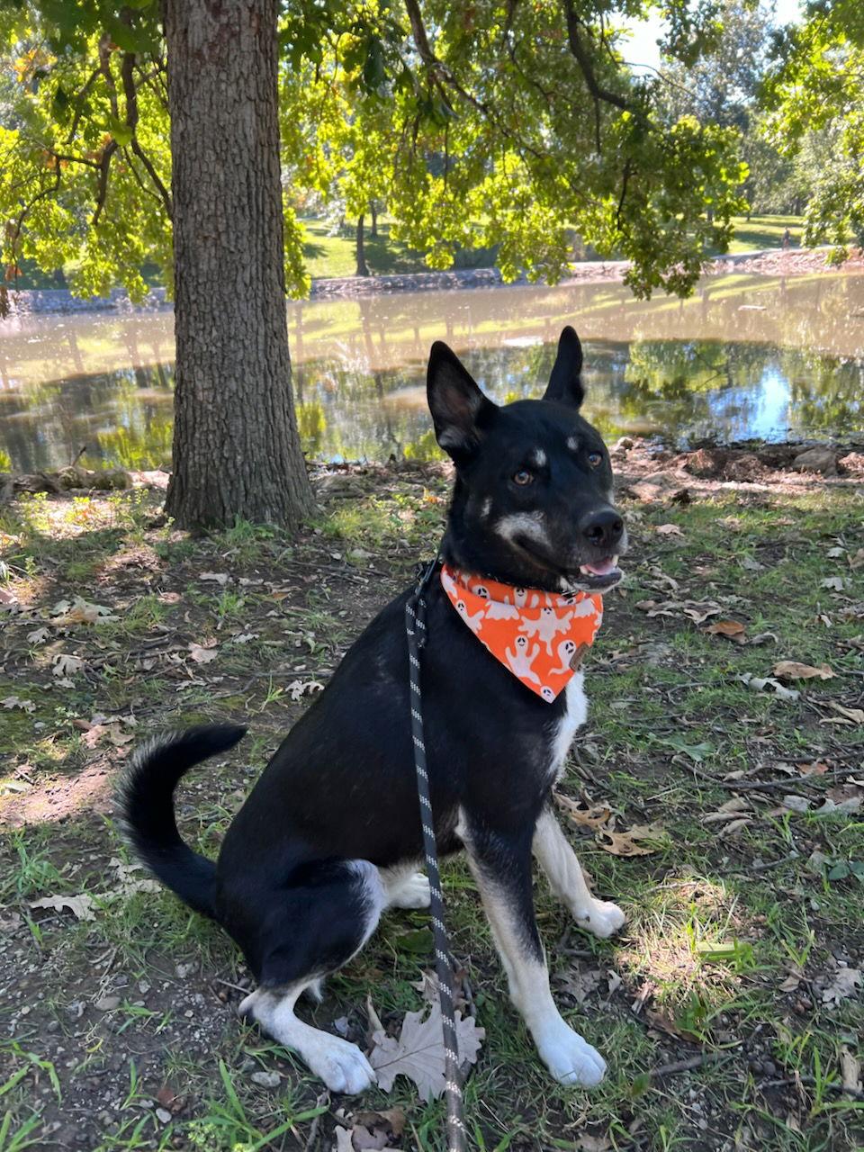 Enlarge Tucker *CL*, a Adoptable mixed breed in Kansas City, MO image 3/3