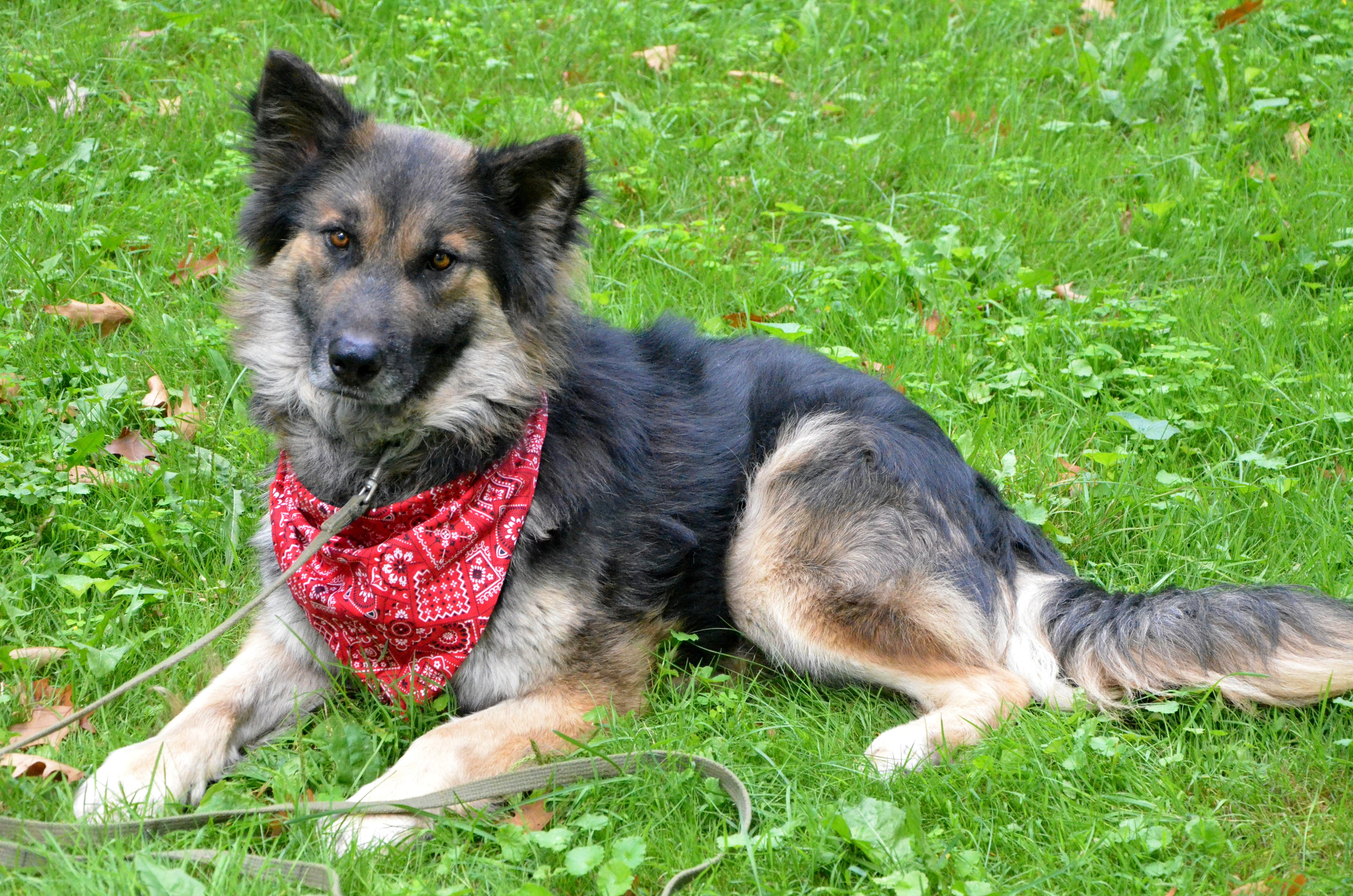 Enlarge Marcus, a Adopted German Shepherd Dog in Columbus, WI image 1/5