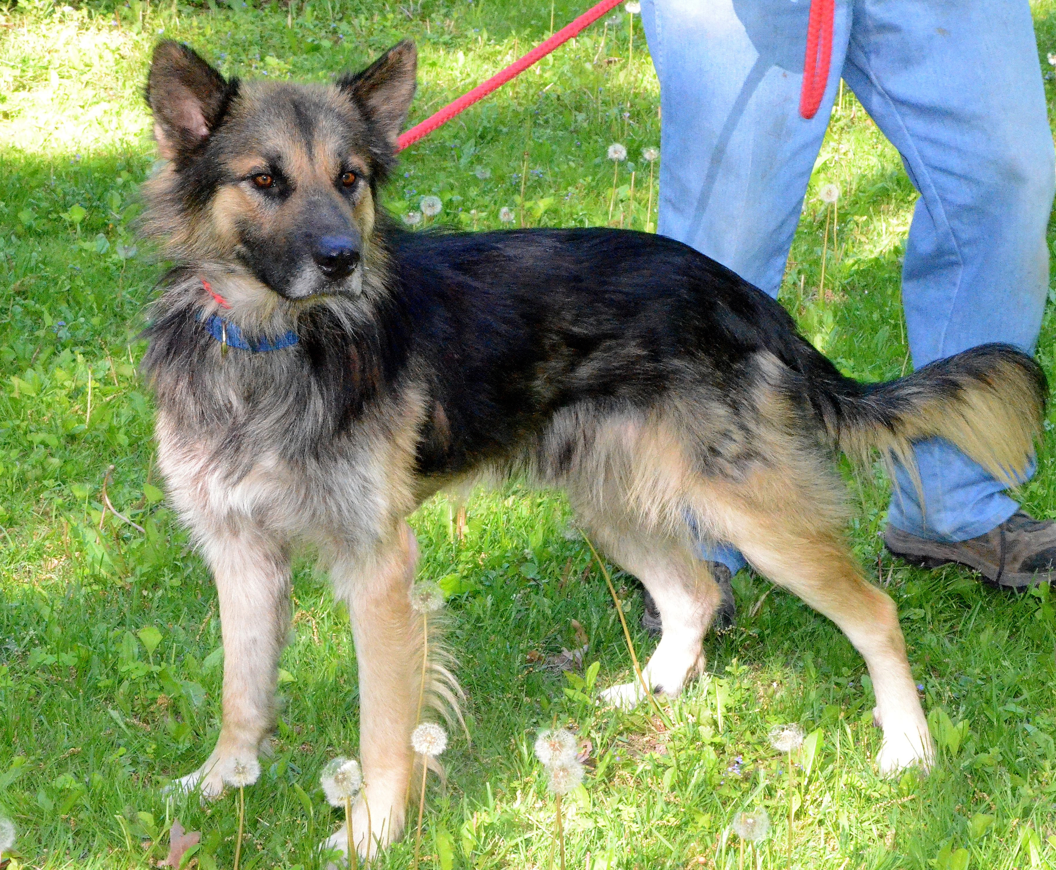 Enlarge Marcus, a Adopted German Shepherd Dog in Columbus, WI image 3/5