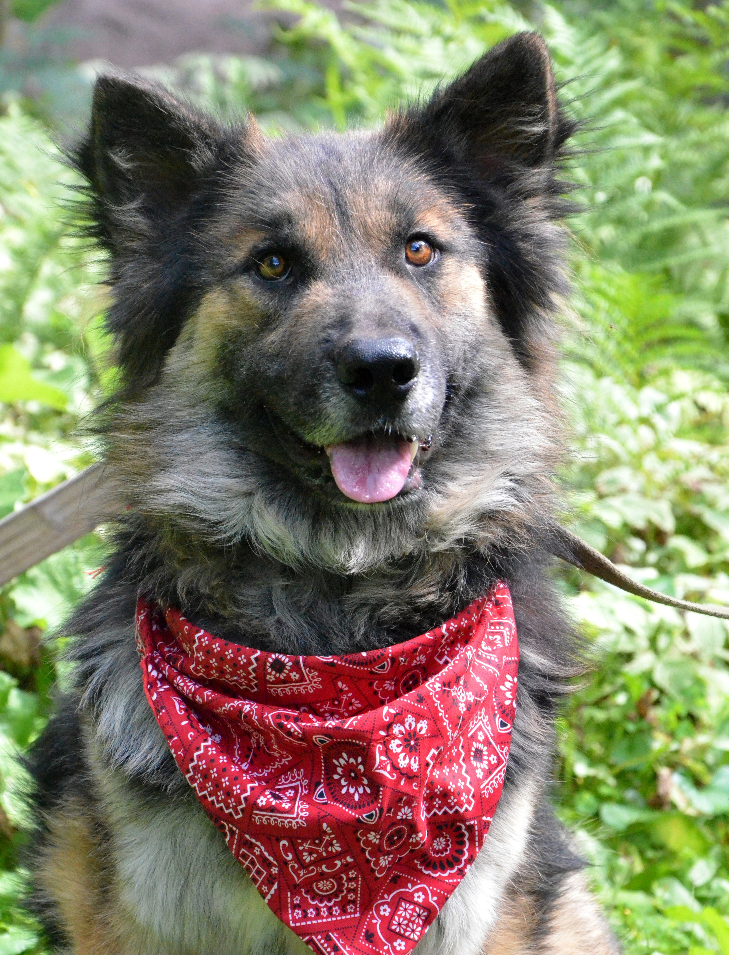 Enlarge Marcus, a Adopted German Shepherd Dog in Columbus, WI image 2/5