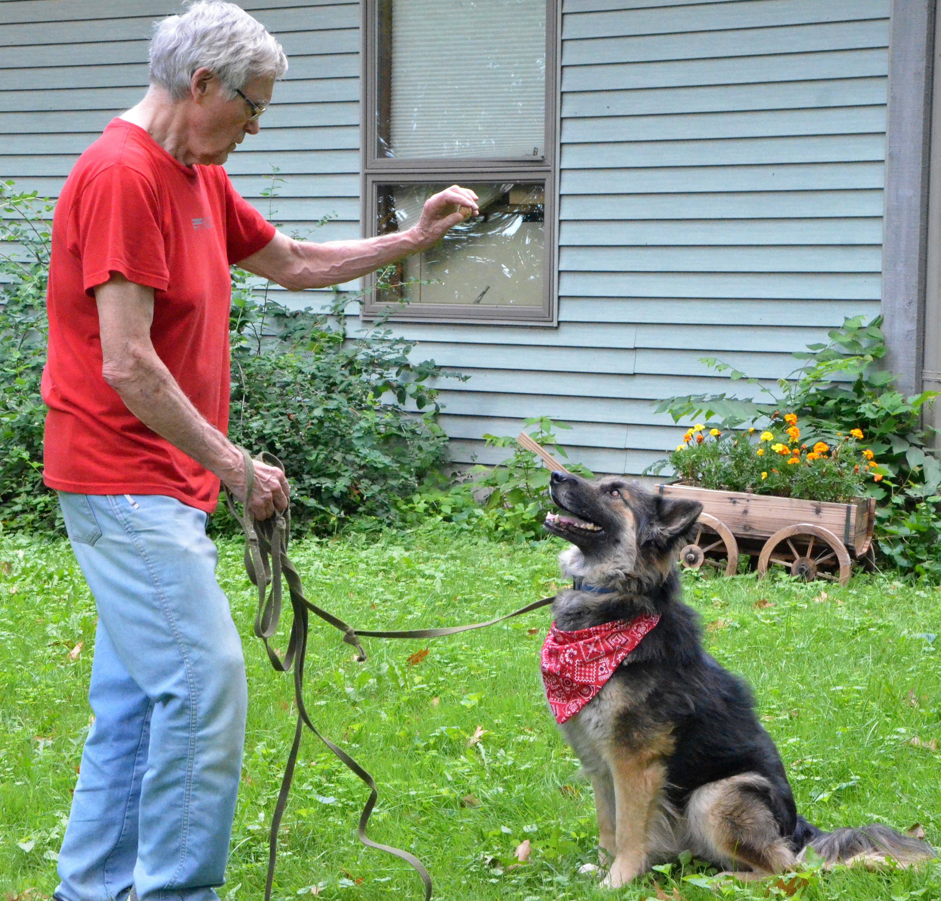 Enlarge Marcus, a Adopted German Shepherd Dog in Columbus, WI image 4/5