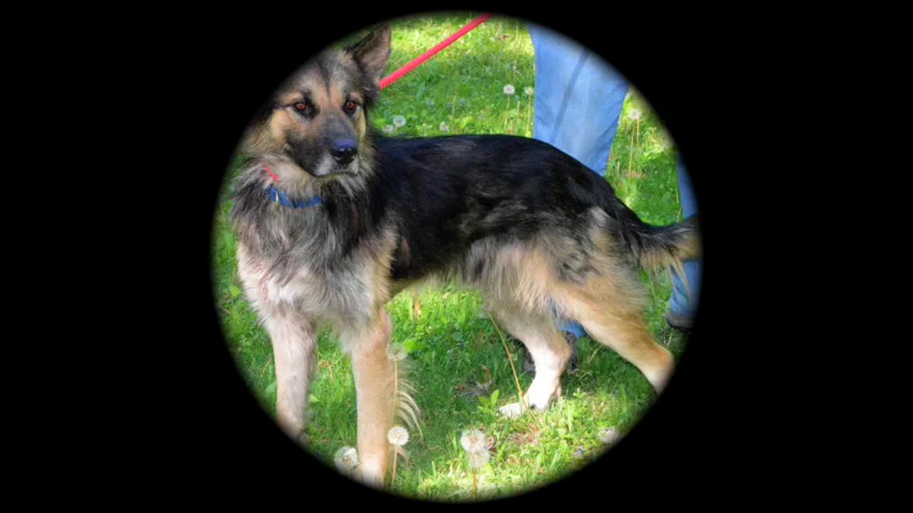 Enlarge Marcus, a Adopted German Shepherd Dog in Columbus, WI video 5/5