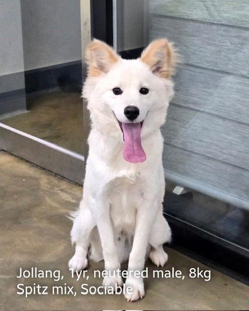 Enlarge JOLLANG, a Adopted mixed breed in Agoura Hills, CA image 1/1