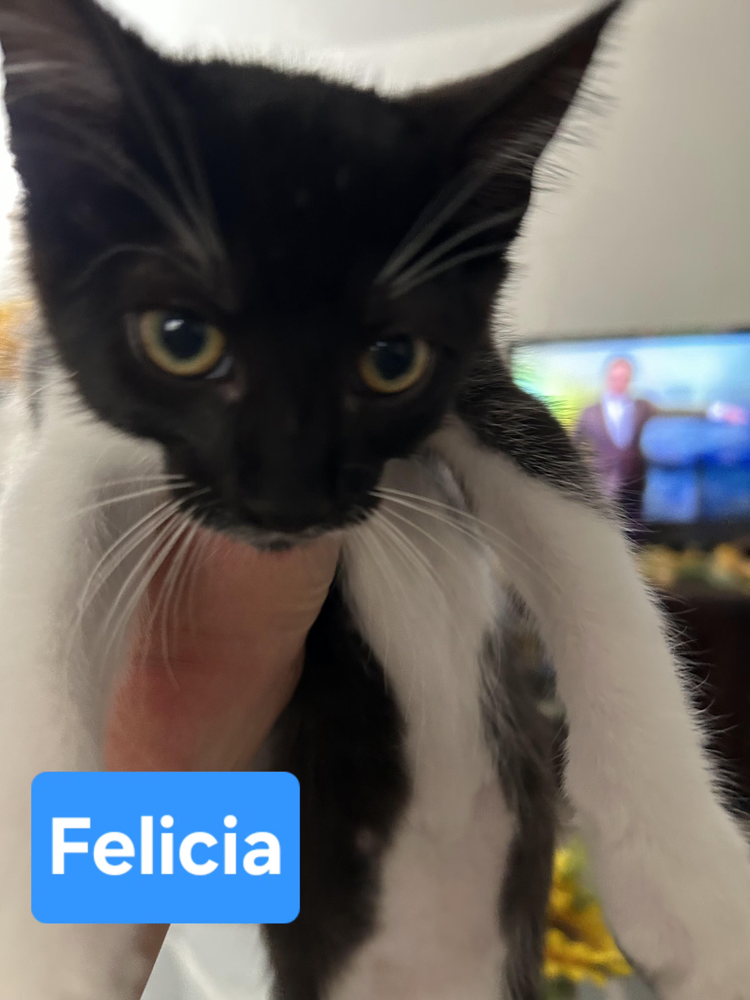 Felicia, Adoptable, Kitten Female Domestic Short Hair.