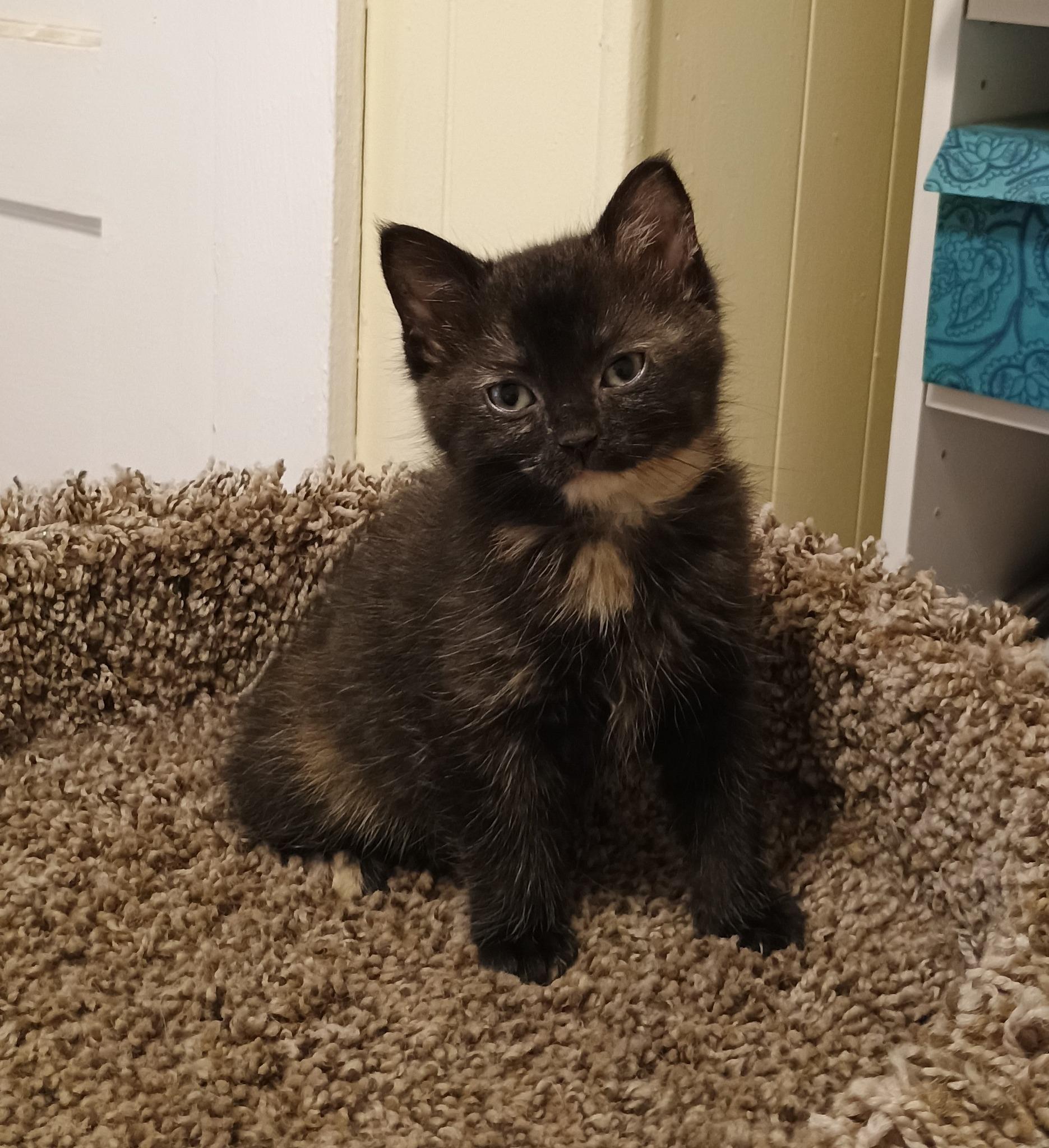 Hailey - cuddly & playful