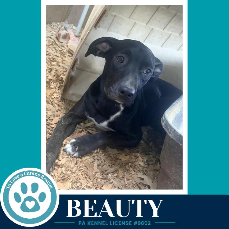 Enlarge Beauty 100326, a Adoptable mixed breed in Kimberton, PA image 1/3