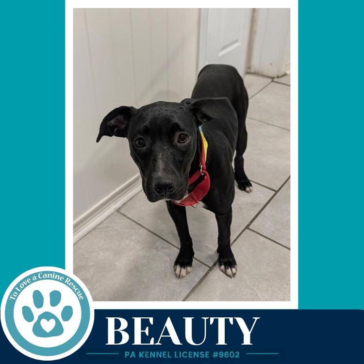 Enlarge Beauty 100326, a Adoptable mixed breed in Kimberton, PA image 2/3
